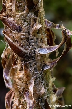 Scales with pale border